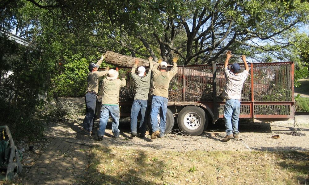 Austin Tree Removal Services