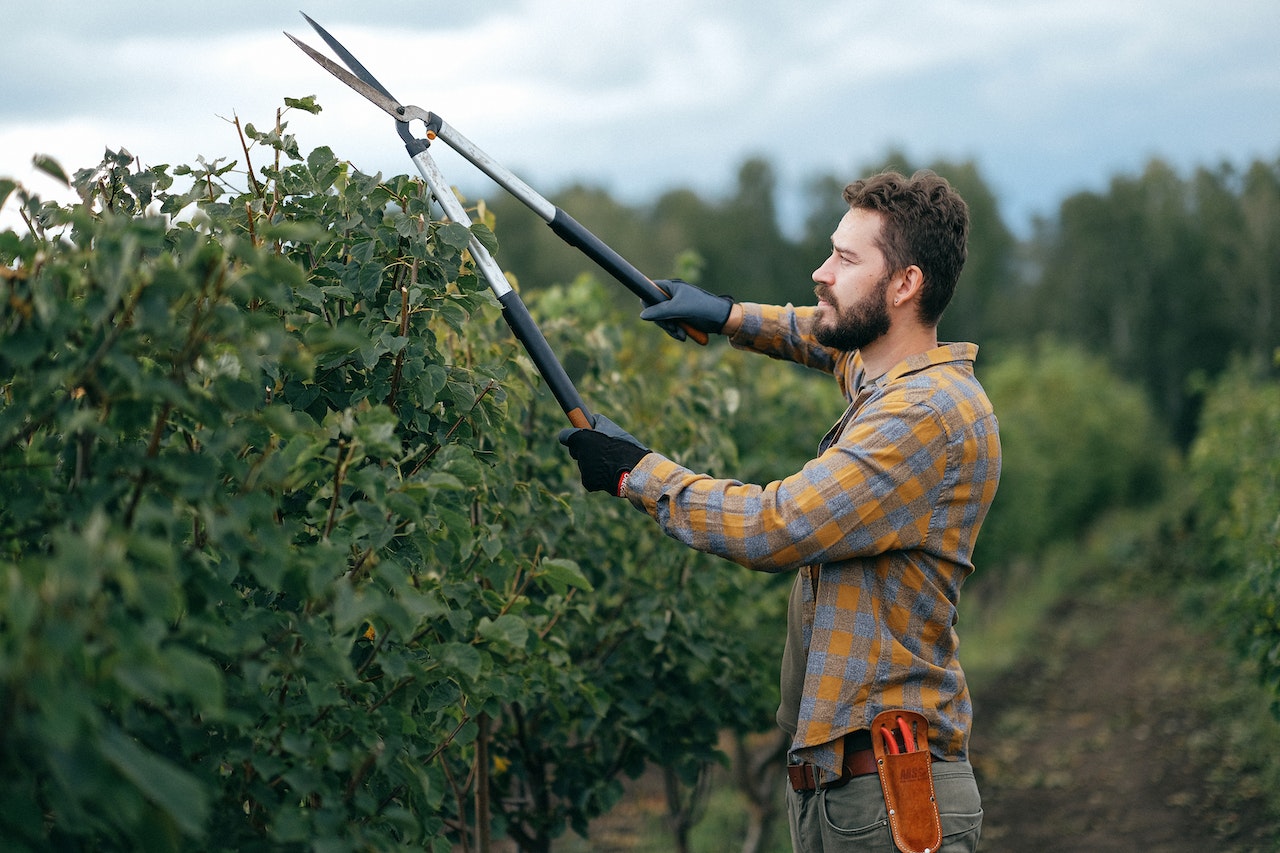 Austin Tree Care