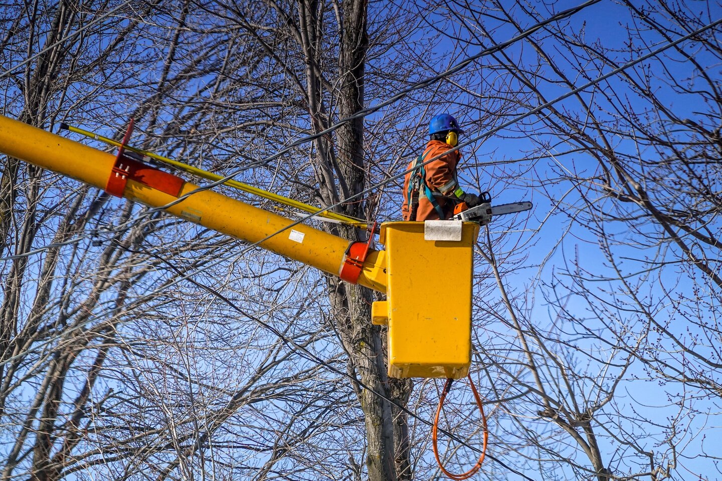 Austin Tree Trimming Service